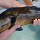 La totoaba, el pez más grande del Alto Golfo de California y especie única en peligro de extinción