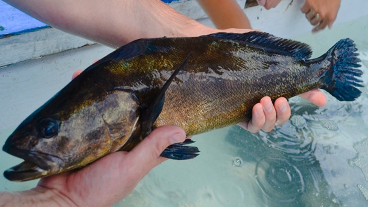 La totoaba, el pez más grande del Alto Golfo de California y especie única en peligro de extinción