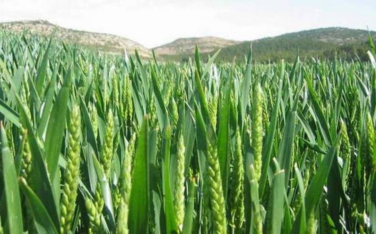 Habrá una baja de 80 mil toneladas en la producción de trigo por falta de lluvias en Guanajuato