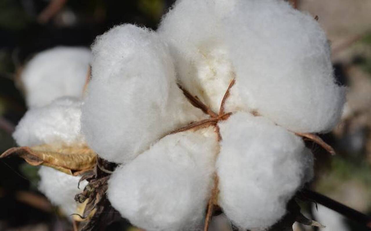 Chihuahua advierte un panorama catastrófico por escasez de semilla de algodón