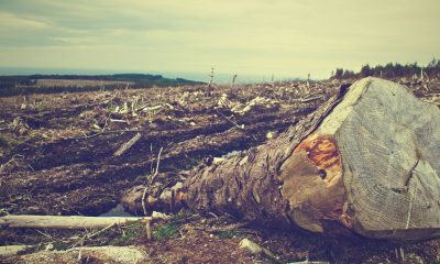 Ante ausencia de autoridades, talamontes cortan 300 árboles diario en CDMX