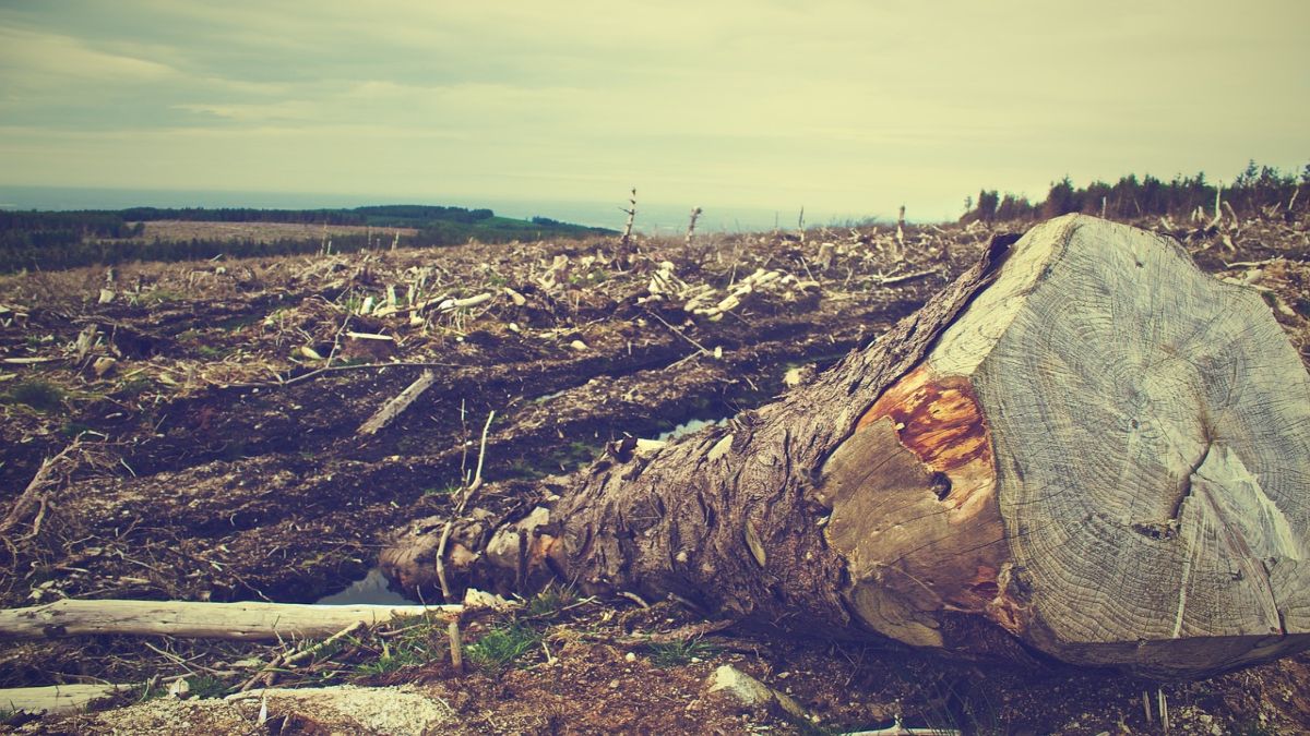 Ante ausencia de autoridades, talamontes cortan 300 árboles diario en CDMX