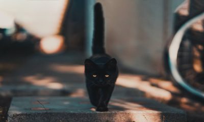 Detrás del mito de la mala suerte de los gatos negros