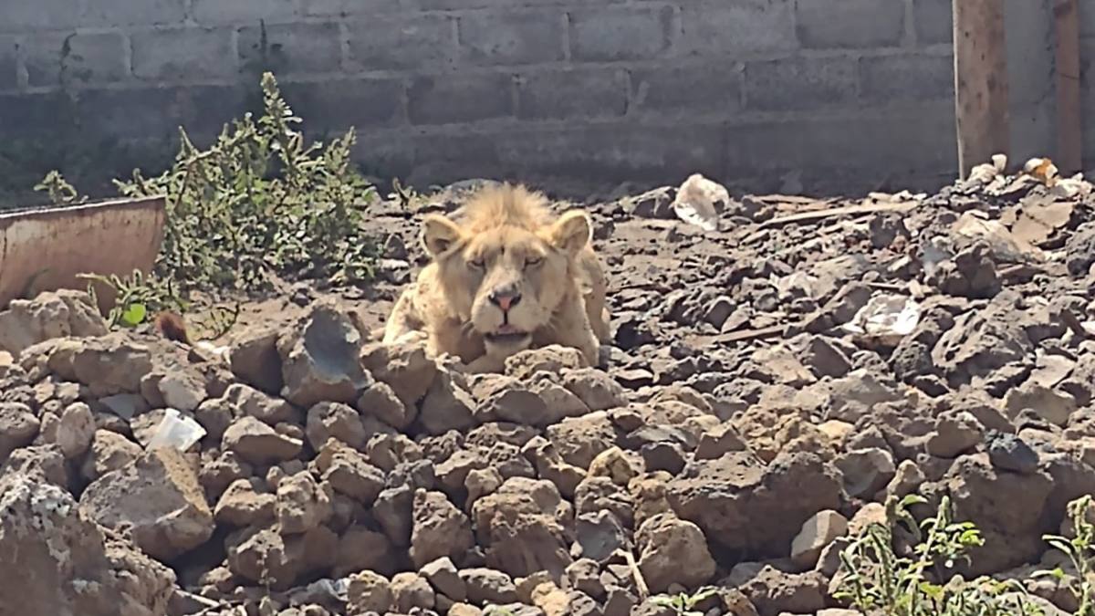 Rescatan león mientras catean vivienda en Chalco buscando una persona