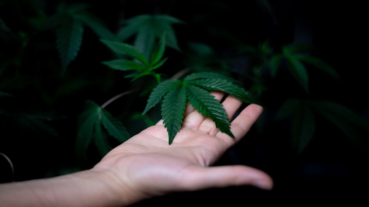 Plan Tetecala: Cultivo de marihuana para empoderar a campesinos
