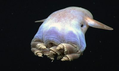 El pulpo "Dumbo", la extraña y escurridiza especie que vive en las profundidades del mar