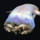 El pulpo "Dumbo", la extraña y escurridiza especie que vive en las profundidades del mar
