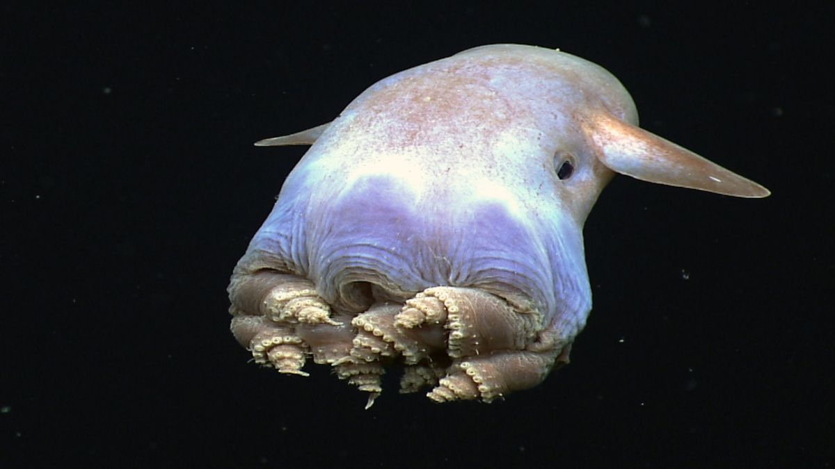 El pulpo “Dumbo”, la extraña y escurridiza especie que vive en las profundidades del mar