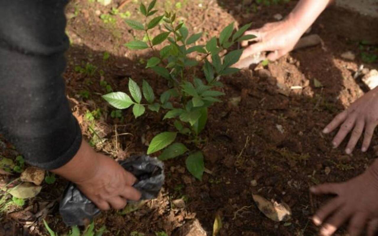El gobierno capitalino se apoya en los reclusos para reforestar el parque ecológico de Xochimilco