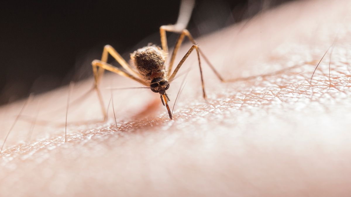 Proliferan los mosquitos del dengue por la falta de presupuesto gubernamental para fumigarlos
