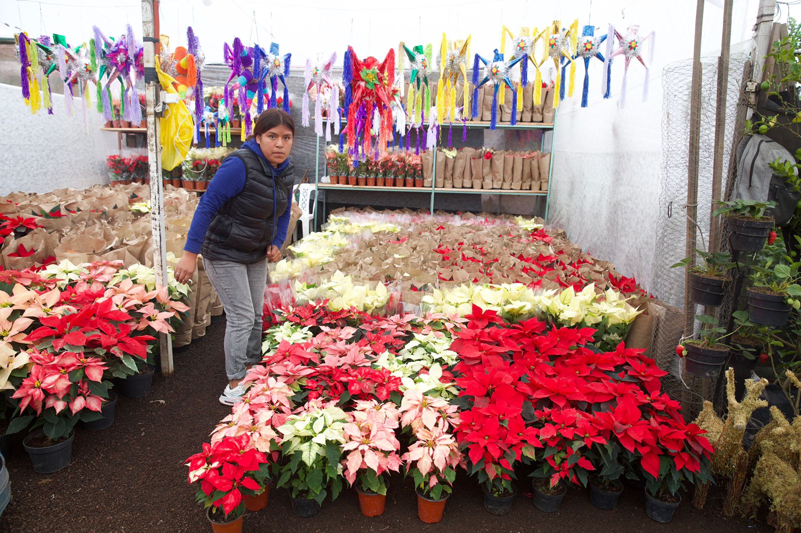 Los productores garantizan el abasto de la flor de Nochebuena en México