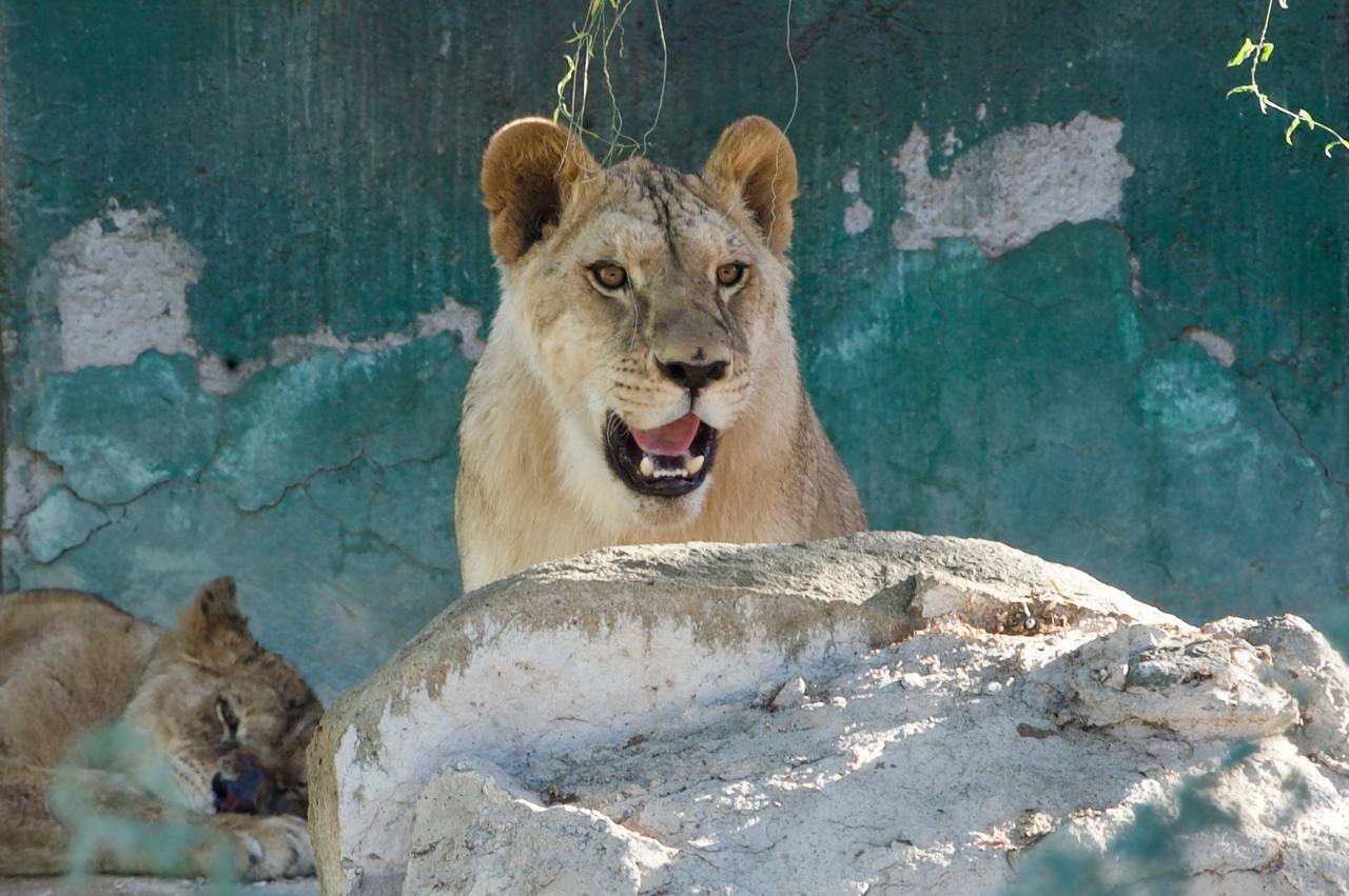 Así son los leones africanos que llegaron al Centro Ecológico de Sonora