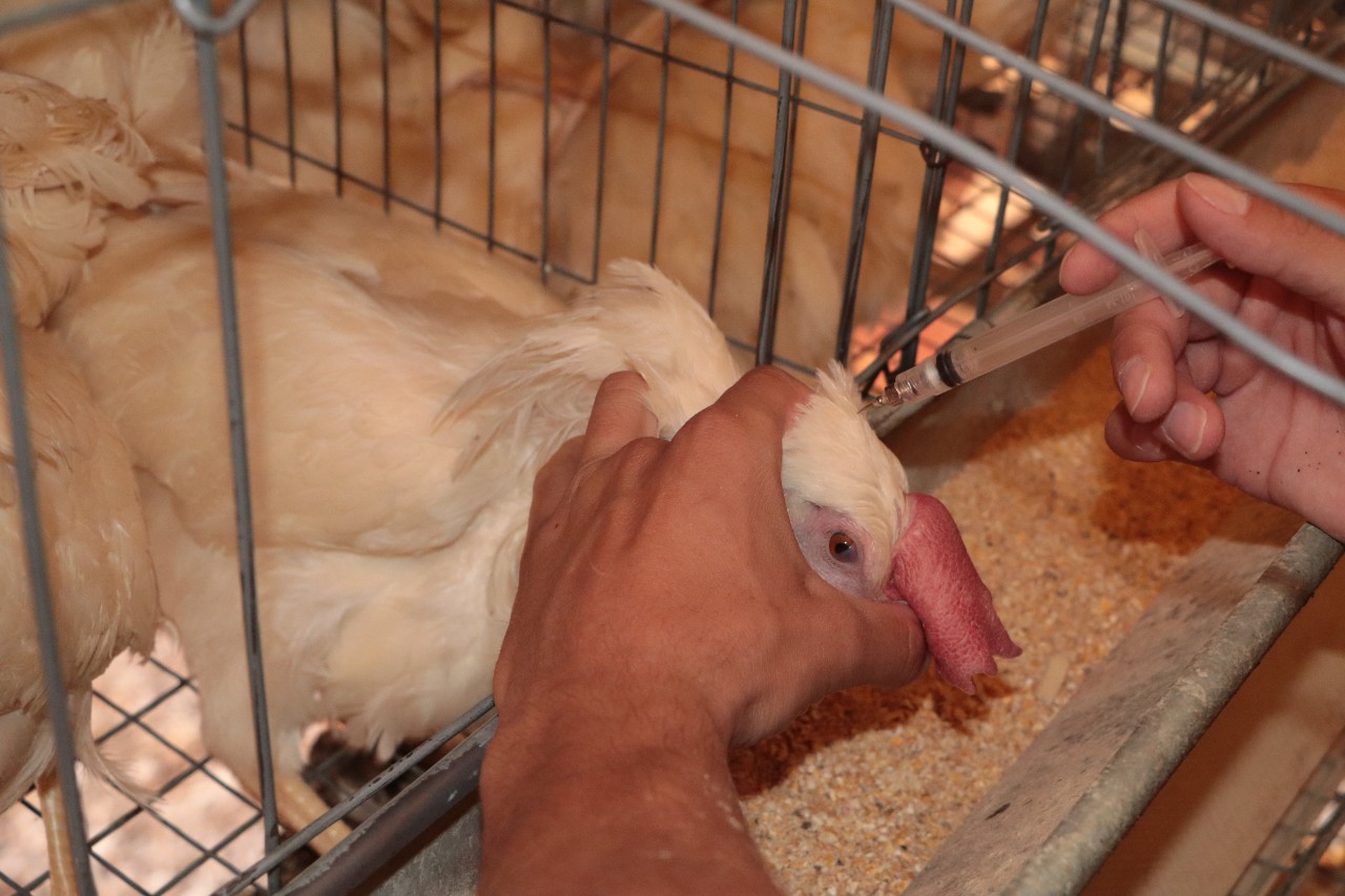 Así vacunan a los pollos contra los brotes de la influenza aviar en México