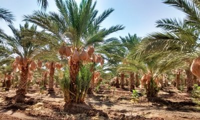 Agricultura impulsará producción de palma datilera para la seguridad alimentaria y enfrentar el cambio climático