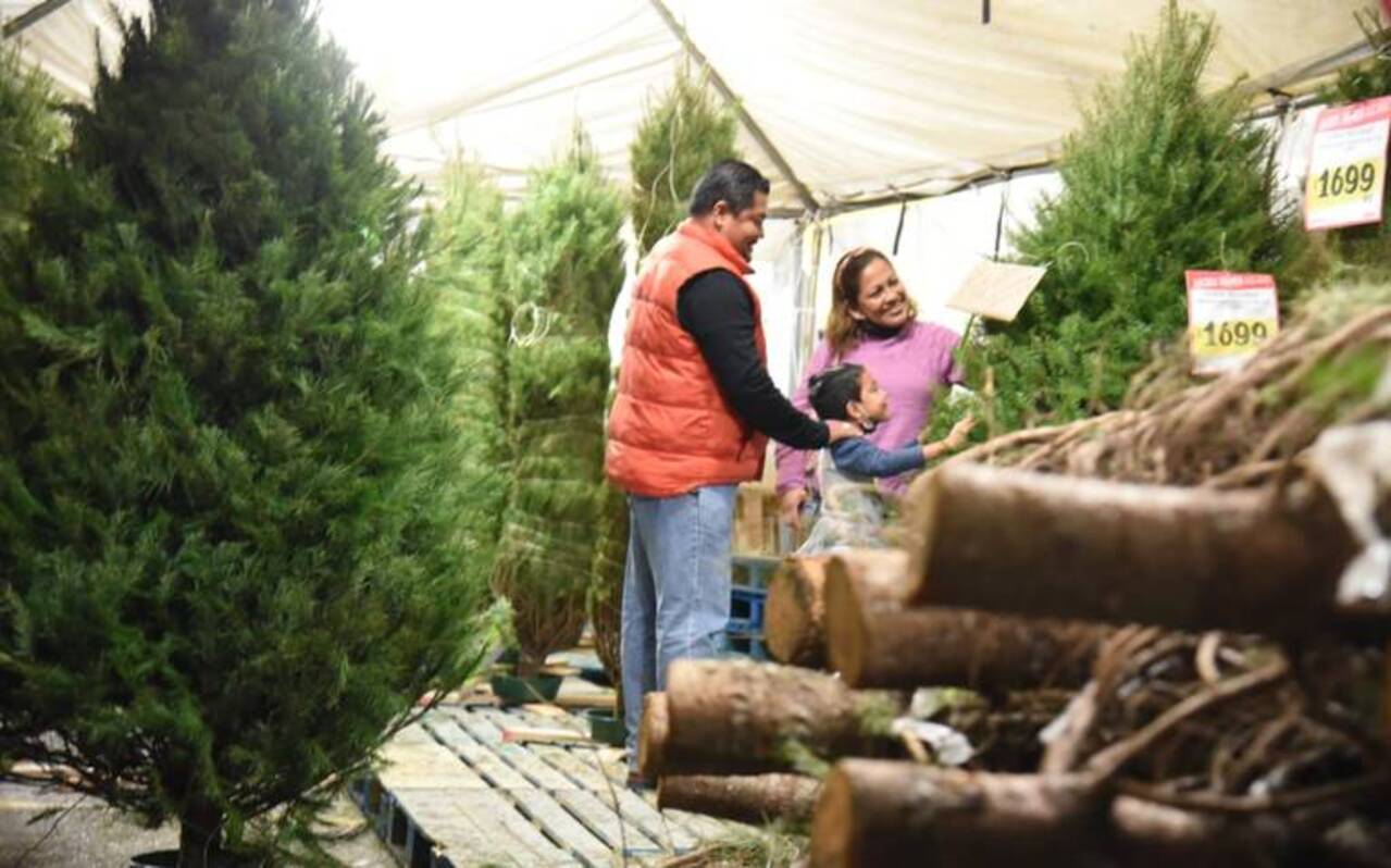¿Sabes cuánto cuesta un árbol de Navidad en Tamaulipas?