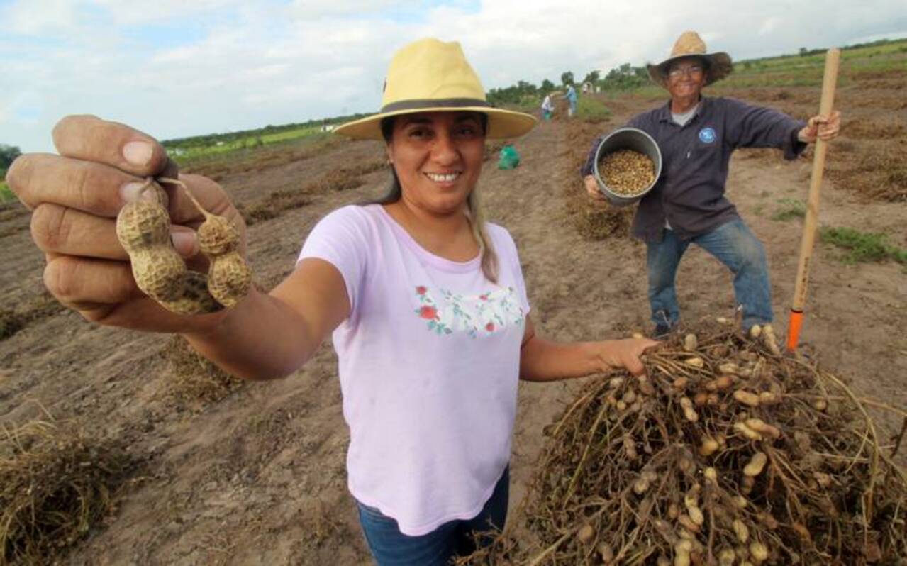 Así inicia la cosecha de cacahuate, que caerá 60% la producción en Altamira (Tamaulipas)
