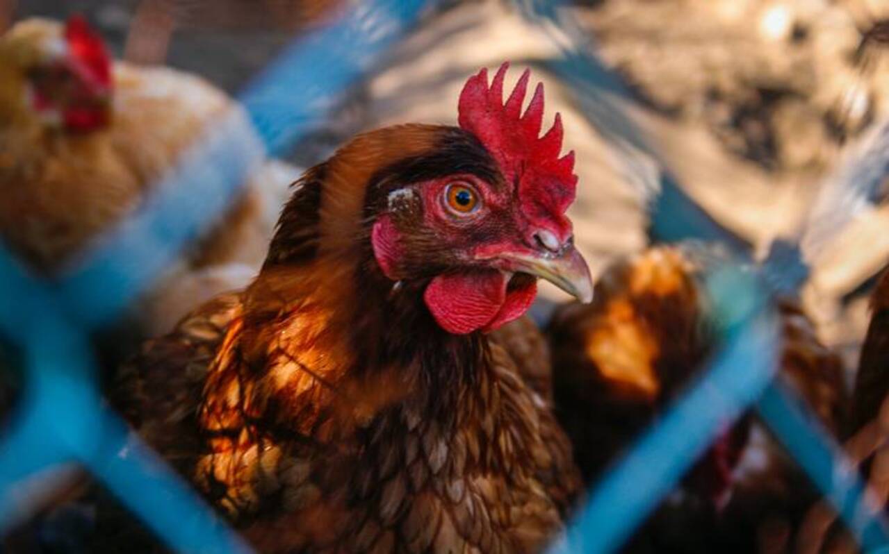 ¿Cuál es la gravedad de la gripe aviar en Sonora?