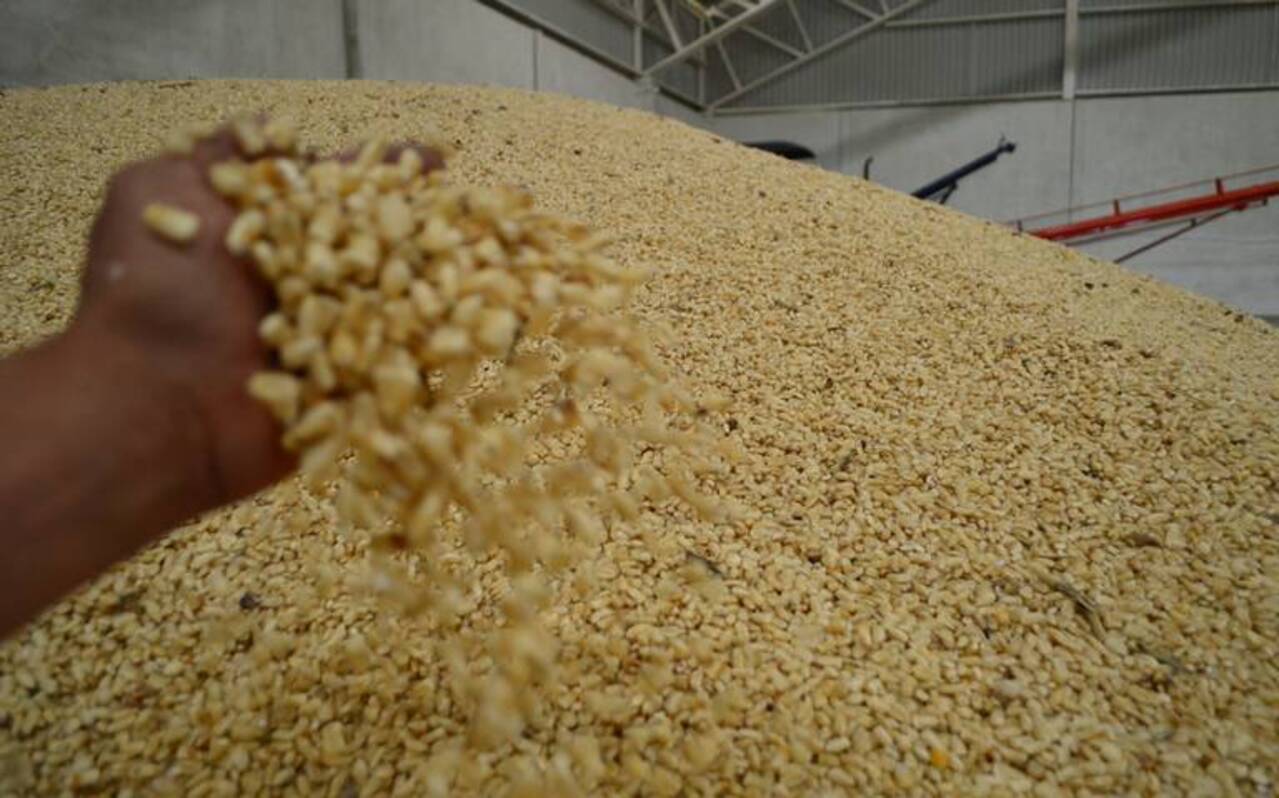 La guerra Rusia-Ucrania ralentiza la distribución de semillas agrícolas: productores