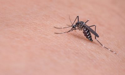 Se necesitan reforzar las campañas de fumigación para detener los casos de dengue que siguen al alza: SIFSA