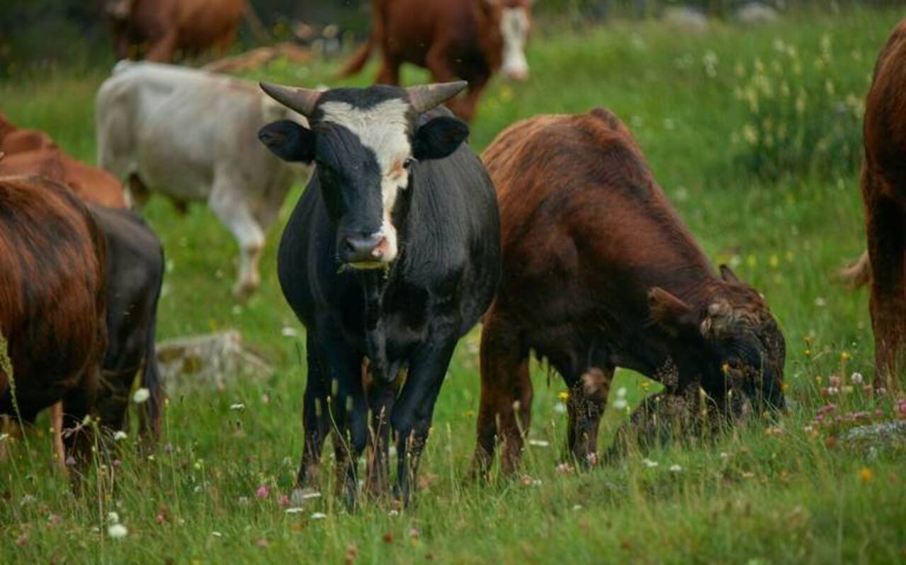Guanajuato ocupa el segundo lugar en México en cría de toros de lidia