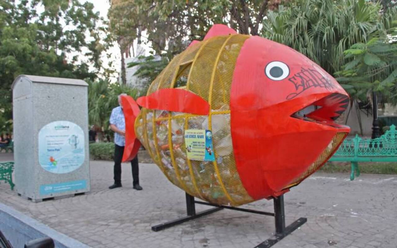En Mazatlán hay un pez que come plástico para evitar inundaciones