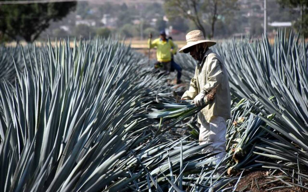 Los agaveros de Guanajuato buscan mantener certificación de cero reforestación para su tequila