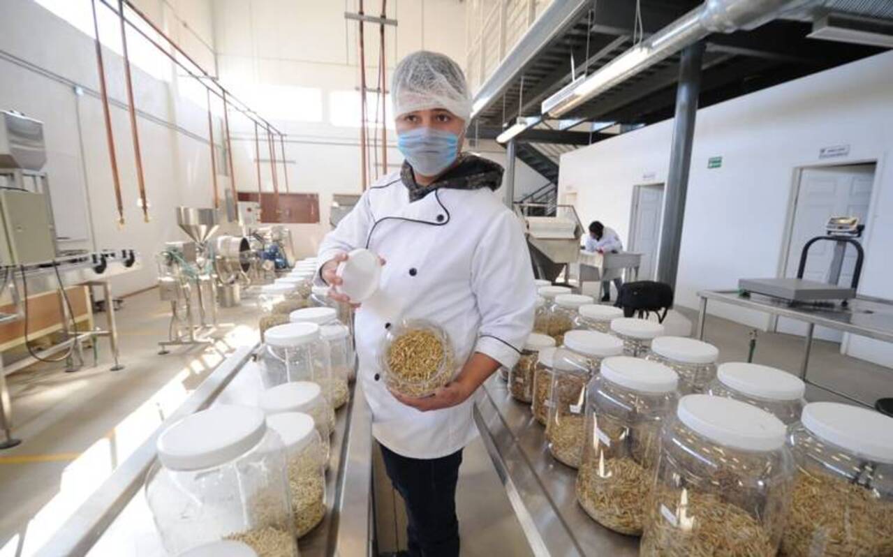 La Universidad Autónoma de Chihuahua trabaja en la producción de avena genéticamente modificada