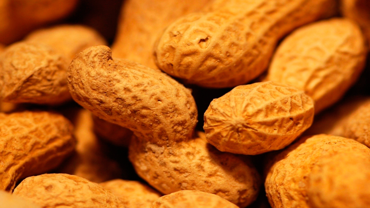 Lista la producción de cacahuate para las fiestas decembrinas: Agricultura