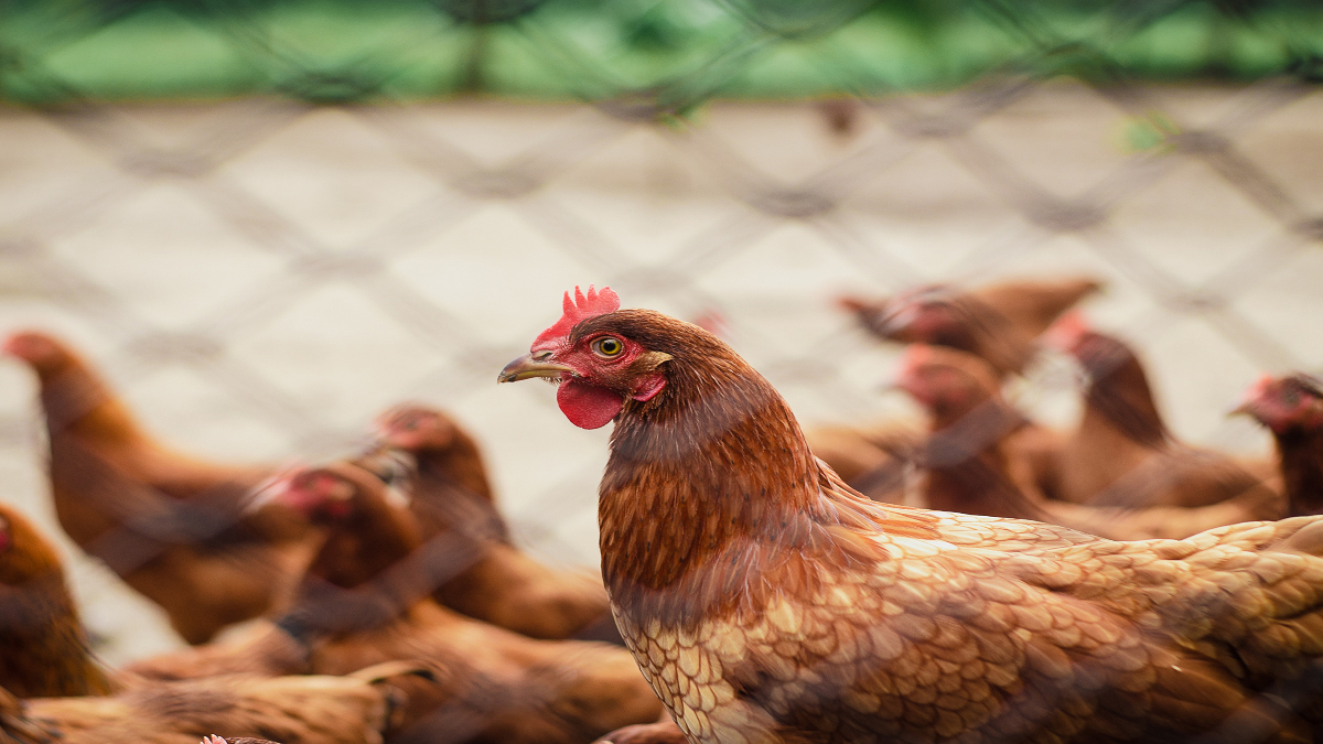 Avanza el plan contra la influenza aviar: Aplicación 84 millones de vacunas a pollos, gaillas y guajolotes en México