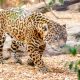 Jaguar: No todo está perdido para el “felino de felinos” gracias a las acciones de conservación