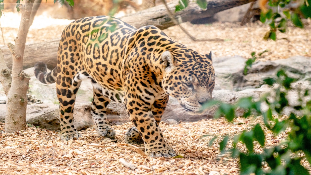 Jaguar: No todo está perdido para el “felino de felinos” gracias a las acciones de conservación