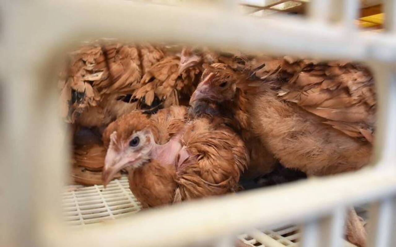 Para evitar la propagación de la influenza AH5N1, Guanajuato sacrifica 10 mil aves