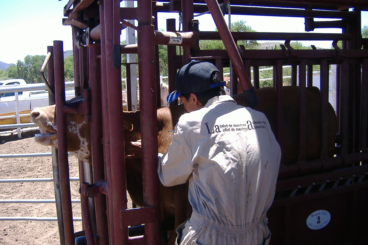 México invierte 270 mdp para frenar la rabia paralitica bovina