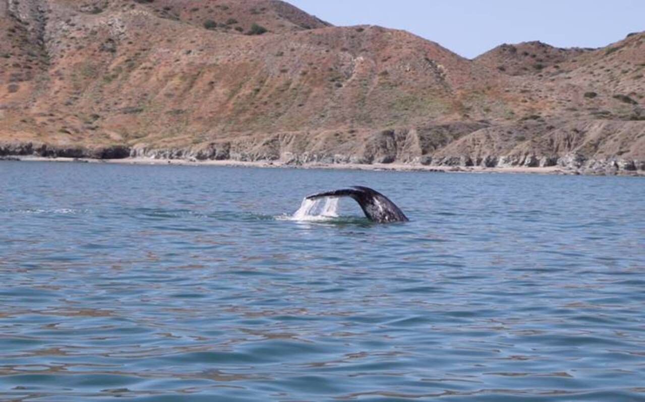 Los lancheros de La Paz ven con optimismo el inicio de aviestamiento de la ballena gris
