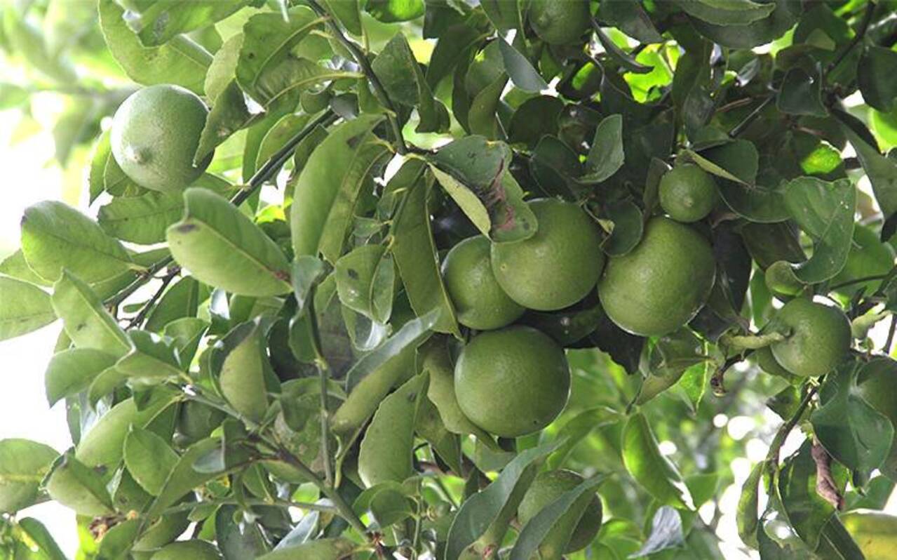 Los productores de limón de Jalcomulco (Veracruz) tendrán frutos sin jugo por falta de lluvias
