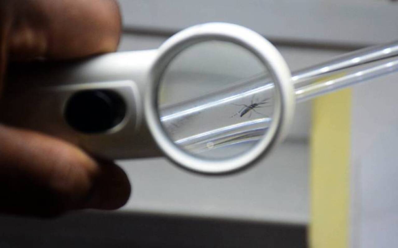 El mosquito del dengue evoluciona y ahora es resistente a los insecticidas: científicos