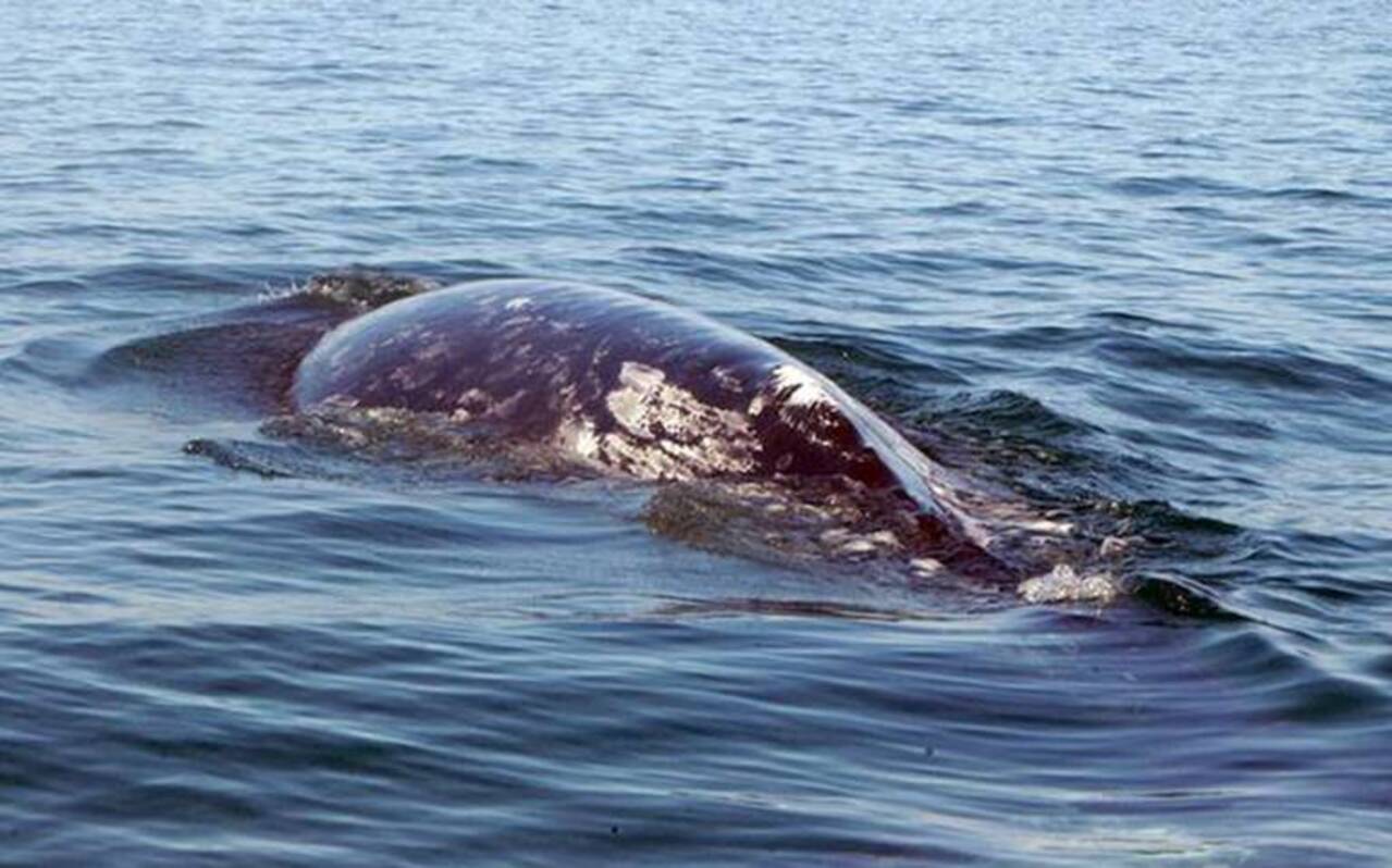 Otorgarán permisos para el avistamiento de la ballena gris en Baja California Sur