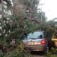 El gobierno de la CDMX paga daños por caída de 53 árboles