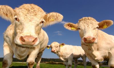 Productores locales de BCS acusan acaparamiento de aretes para ganado