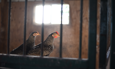 Levantan cuarentena en Sonora por influenza aviar; el virus ya no circula en la región