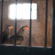 Levantan cuarentena en Sonora por influenza aviar; el virus ya no circula en la región