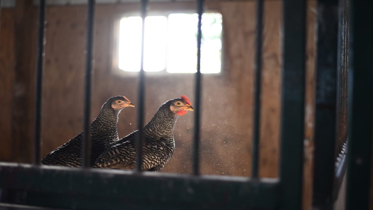 Levantan cuarentena en Sonora por influenza aviar; el virus ya no circula en la entidad