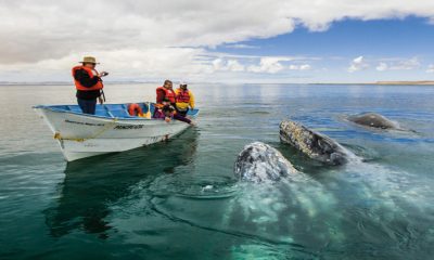 Lancheros en BCS protestan porque les redujeron permisos de avistamiento de ballenas