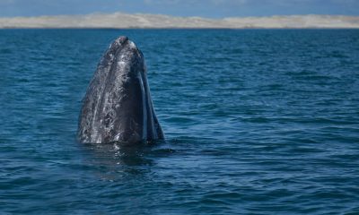 Mortalidad de ballenas grises en Baja California sur desciende