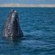 Mortalidad de ballenas grises en Baja California sur desciende