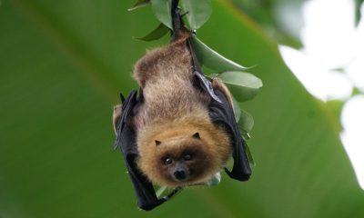 InDRE confirma contagio de rabia en tres niños mordidos por un murciélago en Oaxaca