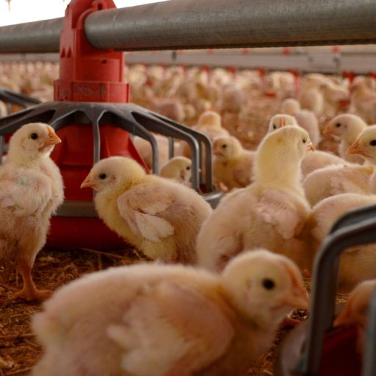 México está sin focos activos de influenza aviar: Secretaría de Agricultura