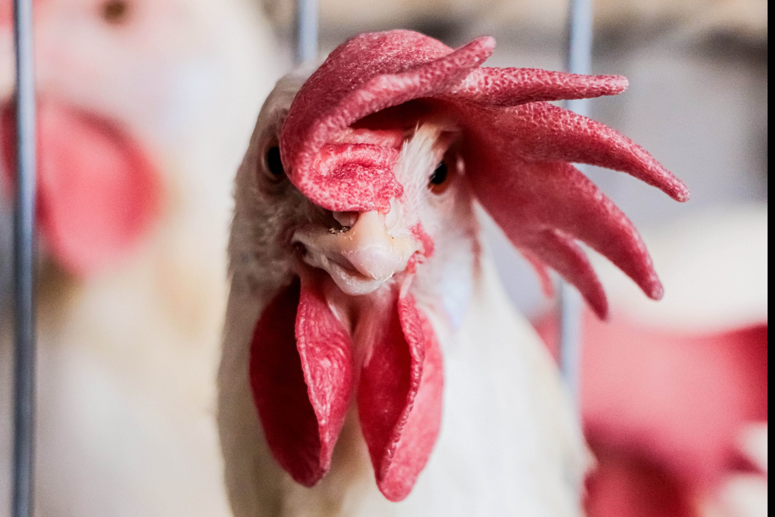 México no tiene focos activos de influenza aviar AH5N1: Sader