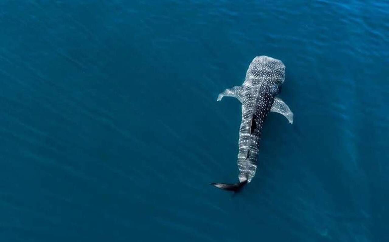 Suspenden nado y observación de tiburón ballena en la bahía de La Paz