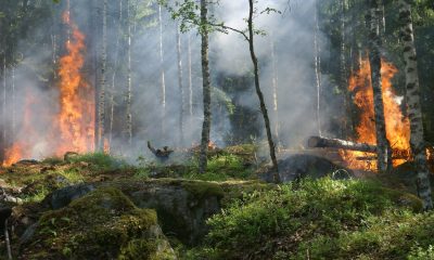 El mundo en llamas: El costo ambiental de los incendios forestales